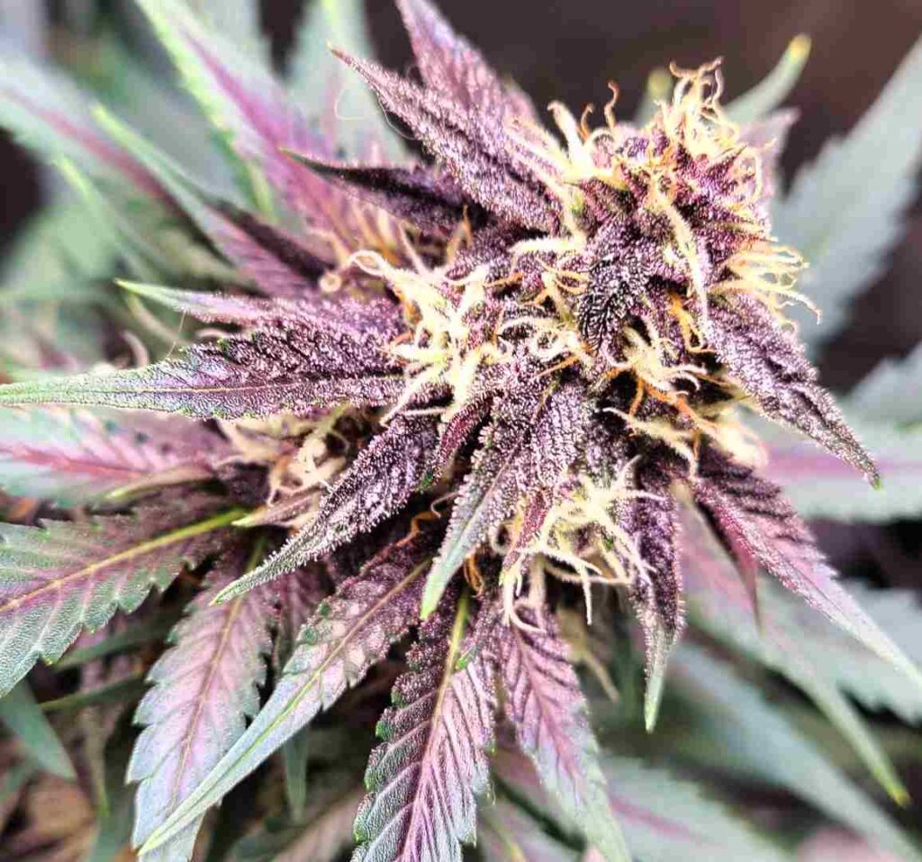 Start 23 Tropicana Cookies Auto Fast Buds kaufen deutschland
