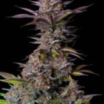 Tropicana Cookies FF - Fast Flowering - Fast Buds - 3 Stück