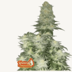 Wedding Cheesecake FF - Fast Buds - 3 Stück - FastFlower - Feminisiert