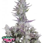 Wedding Glue Auto - Fast Buds - 3 Stück