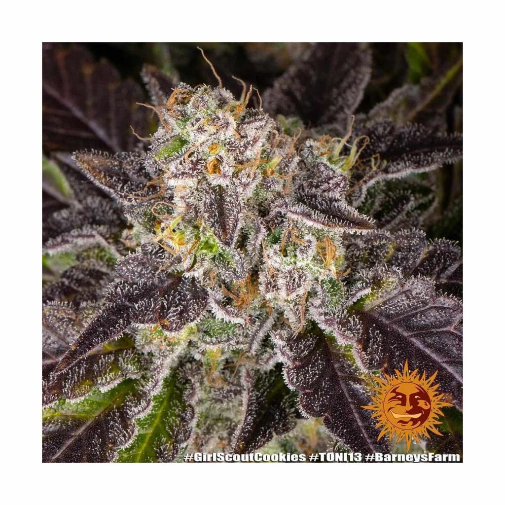 barneysfarm kaufen GIRL SCOUT COOKIES STRAIN