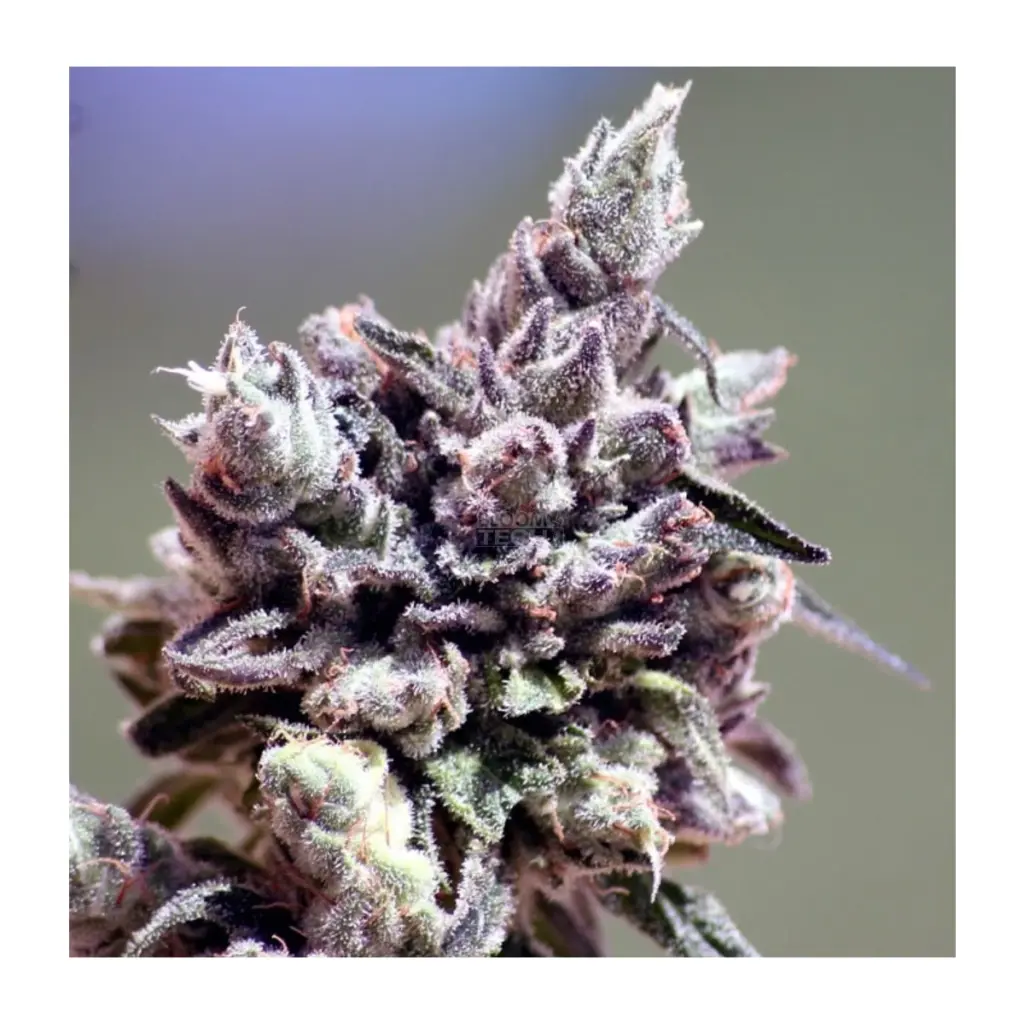 ripper seeds washing mashine kaufen deutschland