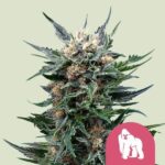 Royal Queen Seeds - Royal Gorilla Fem. - RQS 10 Stück