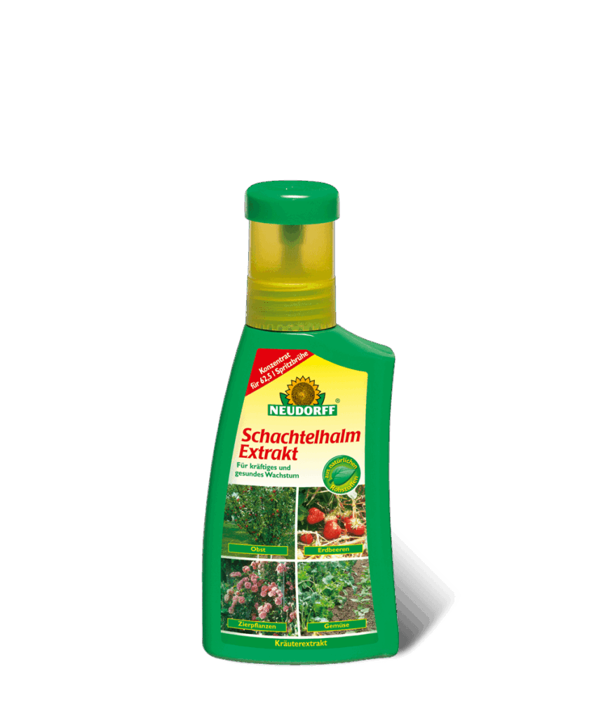 schachtelhalmextrakt