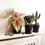 SET: 10 FYTA BEAMS INKL. WI-FI HUB & PH-KIT – Bild 2