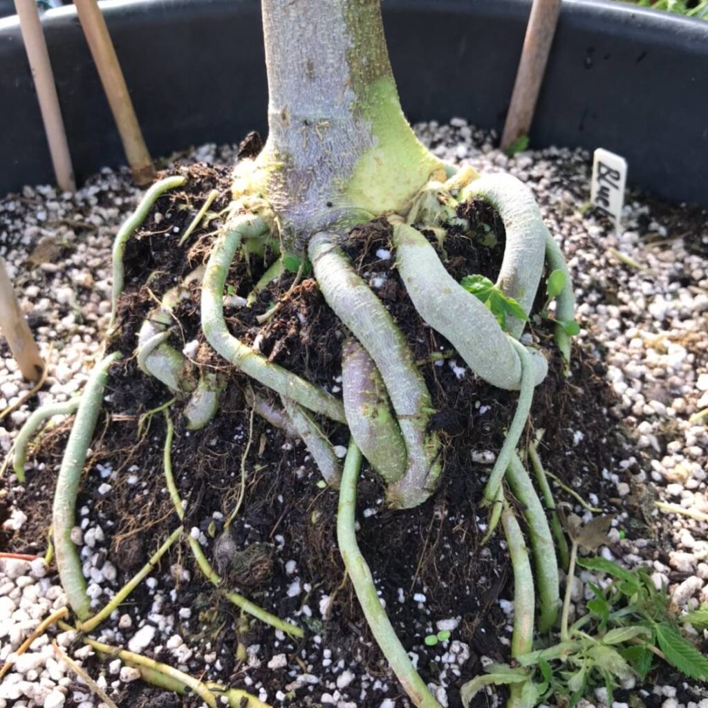 Start 16 soma seeds Organic DIY Super Soil mix kaufen deutschland bestellen