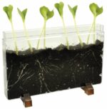 Wurm / Wurzelhaus 3 Stück – Bild 2